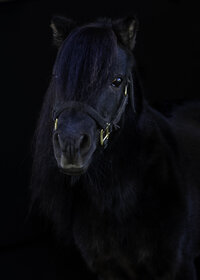 Horses-CT-90-Edit