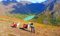 llamas on a big hike