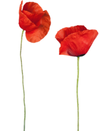 two-pressed-poppies