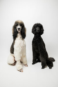 sacramento-pet-portrait-40