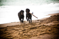sacramento_dog_photographer_0907