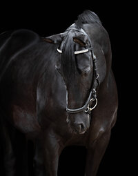 Horse In California photographed with a black background