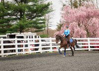 Horse-Show-Photography-Wallingford-CT-1