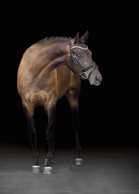 Horse In California photographed with a black background