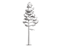 Pine tree sketch by Payton Rademacher