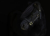 Horses-CT-124-Edit
