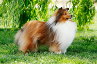 sacramento_dog_photographer_0872