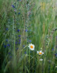 ivan-stepanov--dtyir3IpdM-unsplash