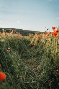 pexels-monica-turlui-8218376