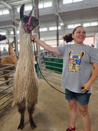 deb-arendas-life-with-llamas-3_53459827958_o