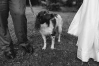 Dog during an intimate elopement in Christchurch