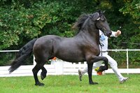 Zytske trot