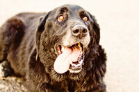 sacramento pet photographer, pet photographer sacramento, pet photos, pet photography, san francisco pet photos, pet photo sessions, pet photographer, pet photos sacramento, pet photos san francisco, family pet photos, family pet photo sessions