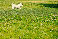 sacramento pet photographer, pet photographer sacramento, pet photos, pet photography, san francisco pet photos, pet photo sessions, pet photographer, pet photos sacramento, pet photos san francisco, family pet photos, family pet photo sessions