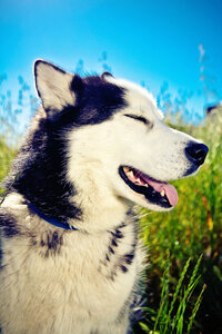 sacramento pet photographer, pet photographer sacramento, pet photos, pet photography, san francisco pet photos, pet photo sessions, pet photographer, pet photos sacramento, pet photos san francisco, family pet photos, family pet photo sessions