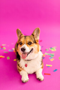 Corgi dog hot pink background and confetti