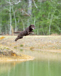 sportdogphotography