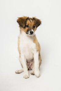 sacramento-dog-photographer-11