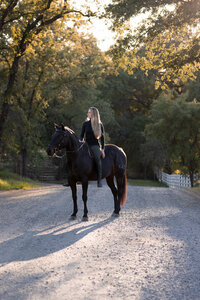 Northern California Equine Portraits