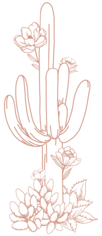 cactus rose illustration