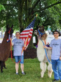 deb-arendas-llamas-at-work_53459695126_o