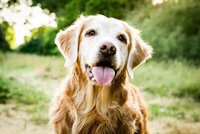 sacramento_pet_photographer_0833