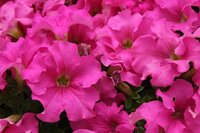 rebecca-niver-Be43j_hmdXo-unsplash