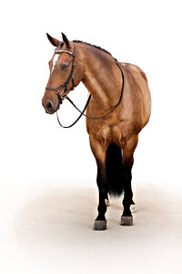 Fine art equine portrait take at horse shows in California Kendra Evans Photography