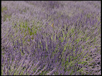 Woodinville Lavender Wedding_Lauren New Photography-15
