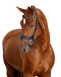 White Background Equine Portraits