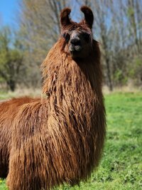deb-arendas-portrait_53460105920_o