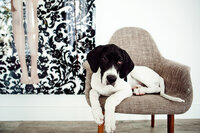 sacramento pet photographer, pet photographer sacramento, pet photos, pet photography, san francisco pet photos, pet photo sessions, pet photographer, pet photos sacramento, pet photos san francisco, family pet photos, family pet photo sessions