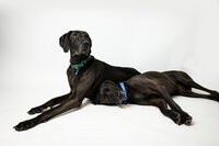 sacramento-pet-portrait-56