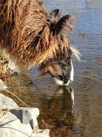 llama drinking water