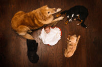 A newborn baby lies in a red heart-shaped basket surrounded by four dogs.