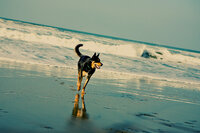 pet photographer, dog photoshoot, dog photography, dog photographer, cat photography, pet photography near me, family photo with dog, pet portraits, cat photographer, cat photoshoot, dog photographer near me, pet photographer near me, a dog photoshoot, pet photography, dog pictures, pictures of puppys, cute dog pictures, dog photo, sacramento pet photographer, san francisco pet photographer