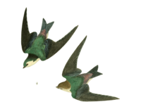 Violet-GreenSwallows