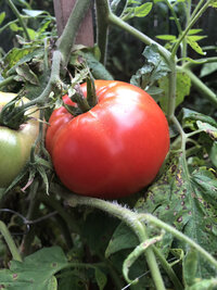 Ripe, red tomato still on the vine