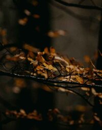 5A94C5E7-8A0E-40CB-BBF9-2CA570445535 (1)