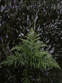 annie-spratt-BD6l9Bt9uU0-unsplash