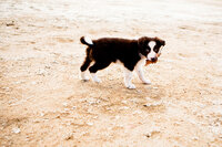 sacramento pet photographer, pet photographer sacramento, pet photos, pet photography, san francisco pet photos, pet photo sessions, pet photographer, pet photos sacramento, pet photos san francisco, family pet photos, family pet photo sessions