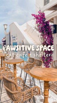 pawsitive space 2