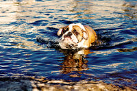 sacramento pet photographer, pet photographer sacramento, pet photos, pet photography, san francisco pet photos, pet photo sessions, pet photographer, pet photos sacramento, pet photos san francisco, family pet photos, family pet photo sessions