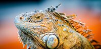 iguana-5927044_1280