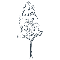 illustration of birch tree in anchor