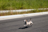 sacramento pet photographer, pet photographer sacramento, pet photos, pet photography, san francisco pet photos, pet photo sessions, pet photographer, pet photos sacramento, pet photos san francisco, family pet photos, family pet photo sessions