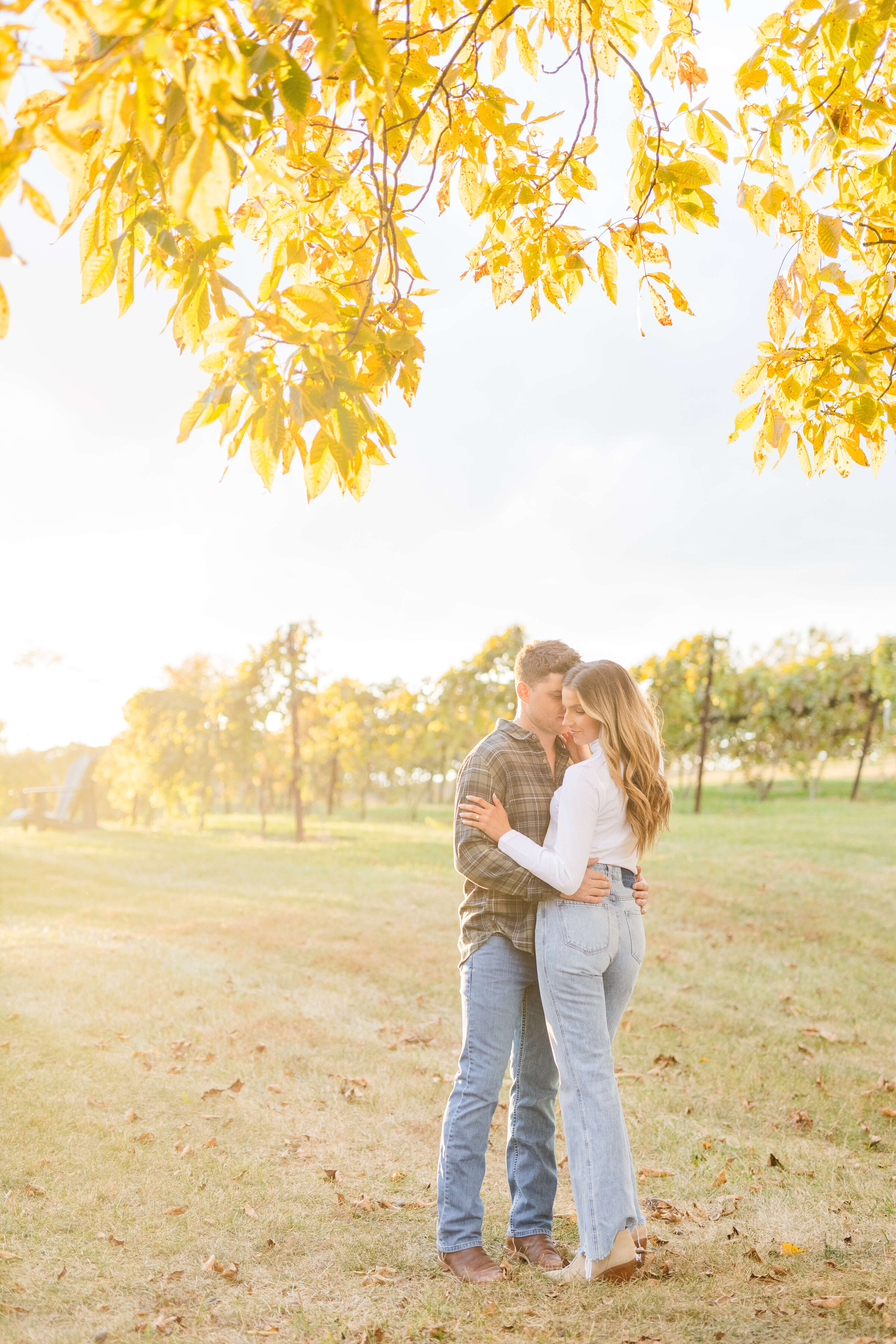 A man and woman hold each other under a fall tree at a vineyard. The sun is shining through the tree as well. They are in jeans and casual shirts.