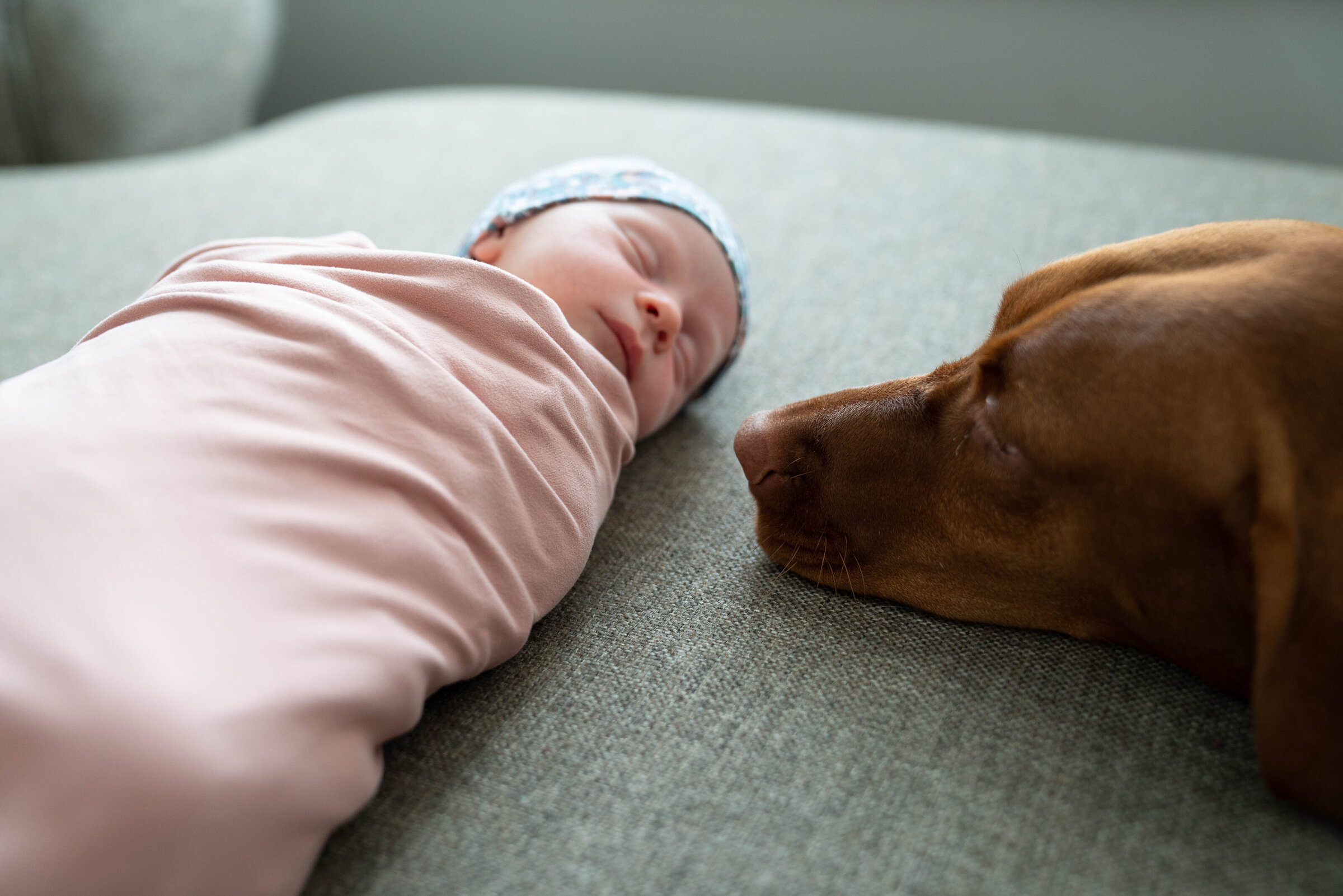 Newborn sleeping on the couch while the dog checks in on her
