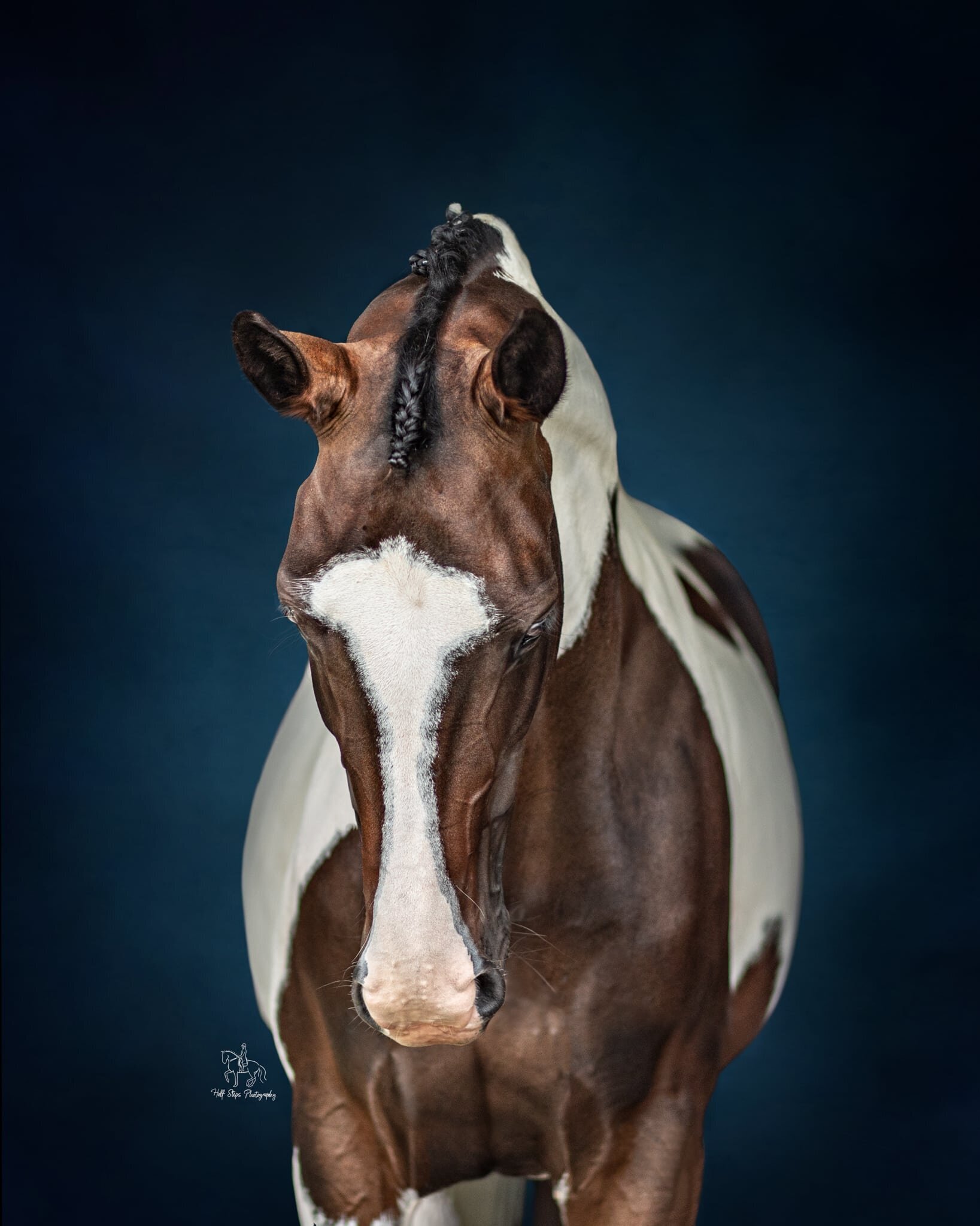 13. Hawkesbury Equine Photographer Coloured Background pinto horse Half Steps Photography