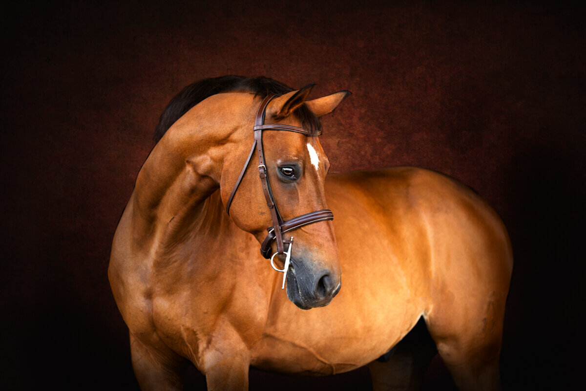 El-Paso-Texas-Fine-Art-Horse-Photographer-007